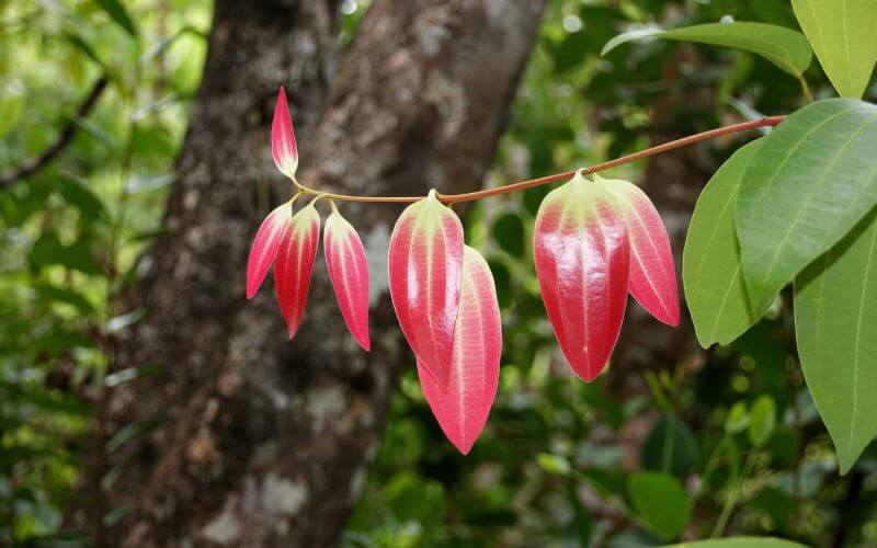 Cinnamon (Cinnamomum verum)