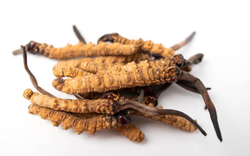 Cordyceps (Ophiocordyceps sinensis)