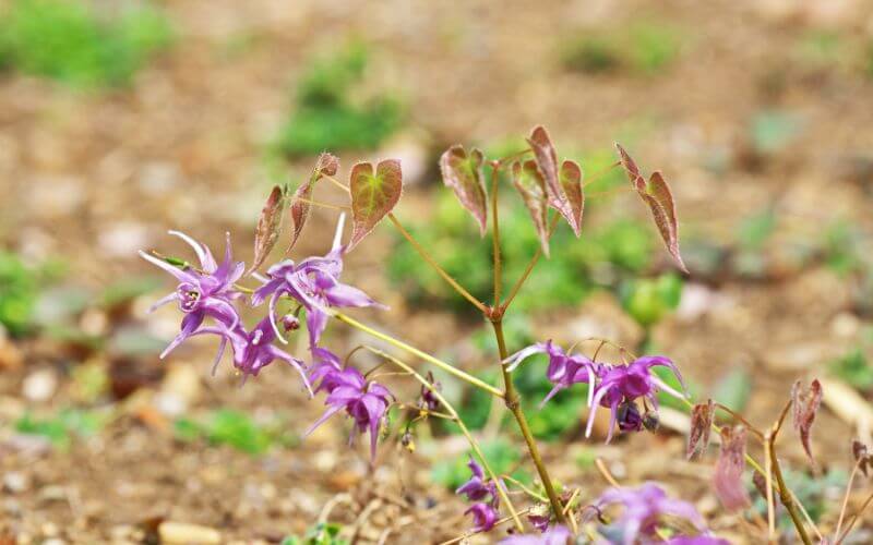 Horny Goat Weed (Epimedium grandiflorum)