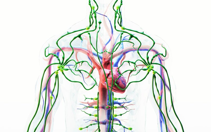 What is the Lymphatic System?