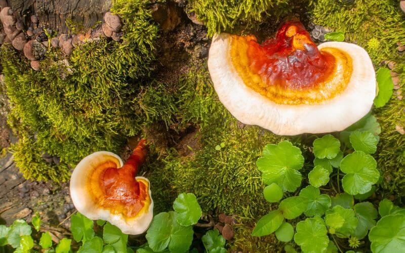 Reishi Mushroom (Ganoderma lucidum)