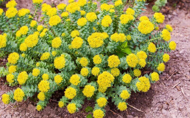 Rhodiola (Rhodiola rosea)