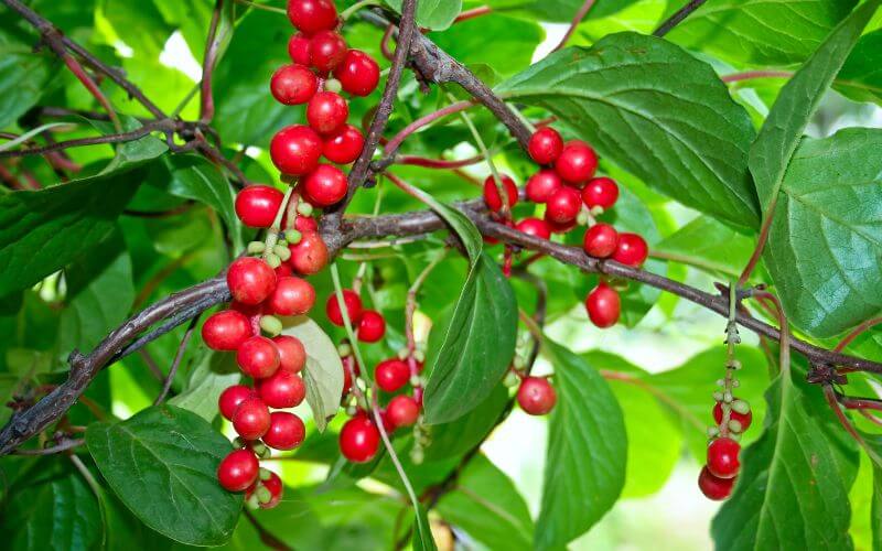 Schisandra, also known as Wu Wei Zi in traditional Chinese medicine, is a potent Chinese herb that is gaining popularity for its ability to promote hair growth and combat hair loss.